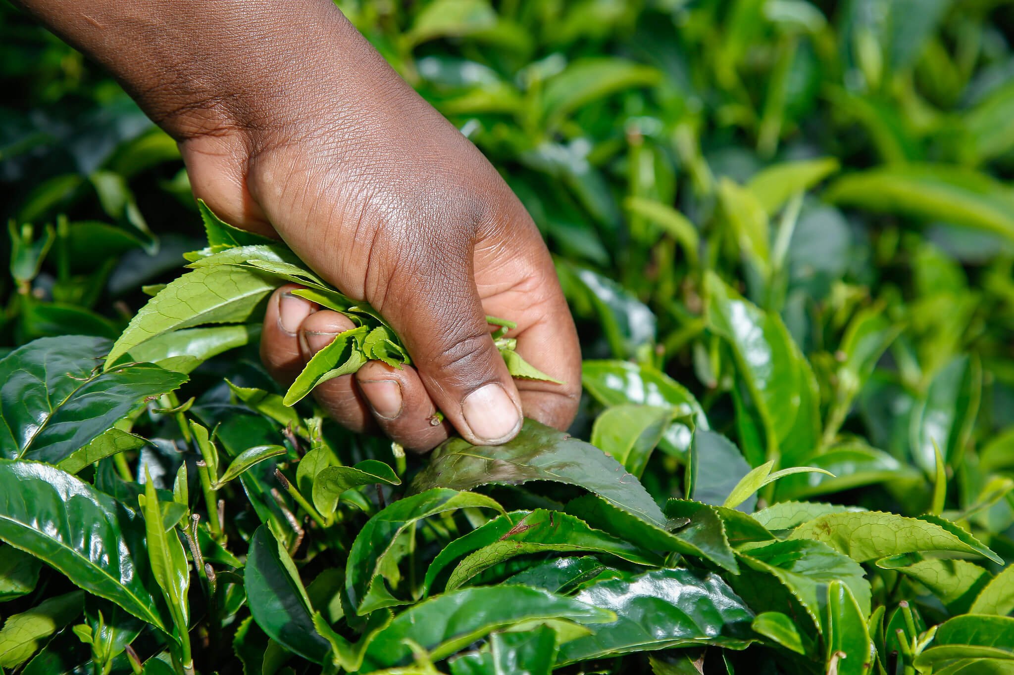 Most tea is hand picked for better quality to avoid any bruising on the tea leaves in comparison to machine picking method. Makomboki, Murang'a County, Kenya. Image: ETP