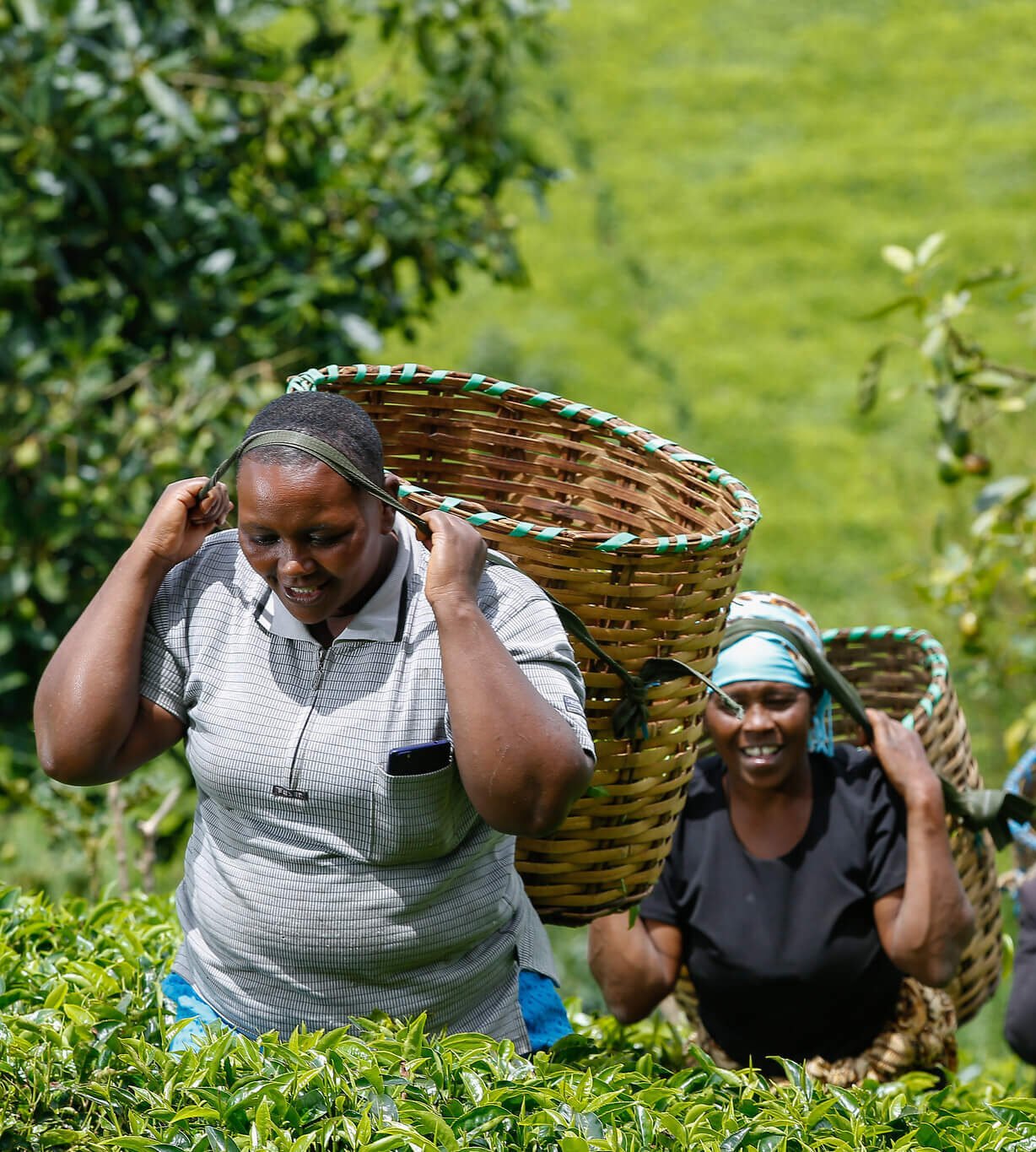 Women tea pluckers in Makomboki, Murang'a County, Kenya. Our Tea, Our Voice will support women tea workers in Indonesia, Kenya and Rwanda to speak out, be heard, and shape their own futures. Image: ETP