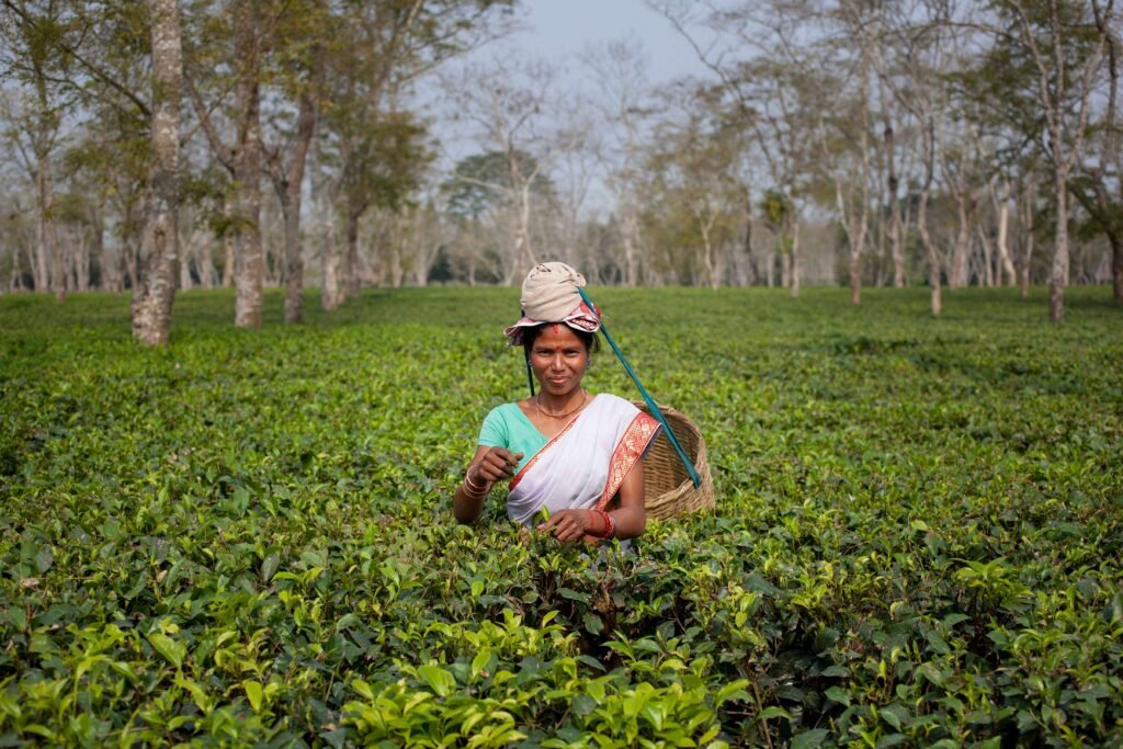 Supporting a thriving, socially just, and environmentally sustainable tea sector