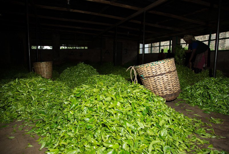 Global Low Carbon Tea - ETP