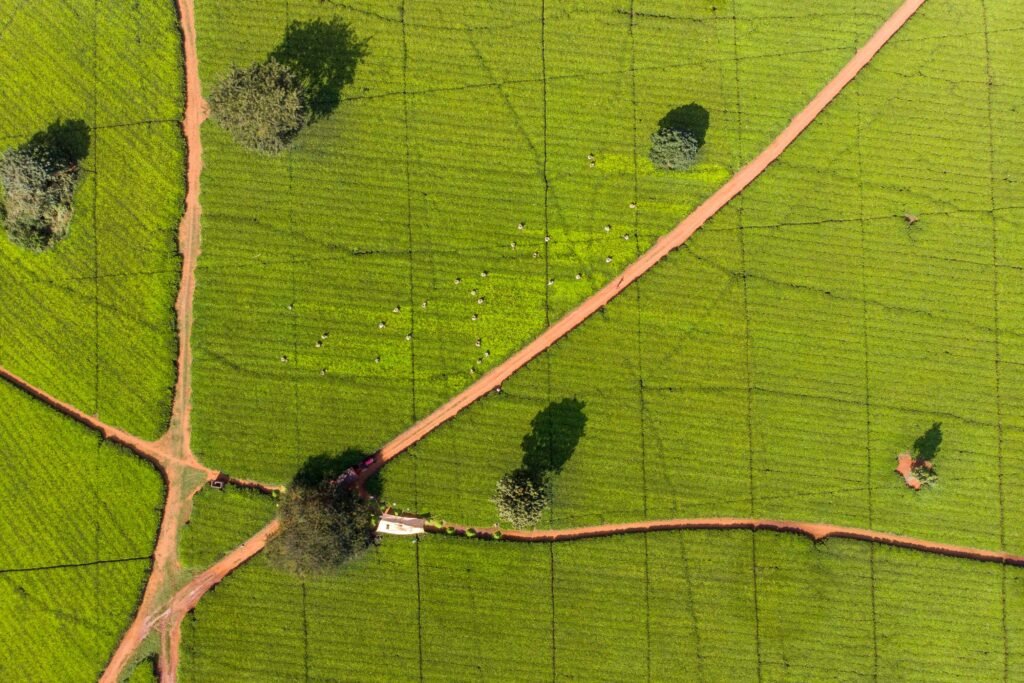 Supporting a thriving, socially just, and environmentally sustainable tea sector