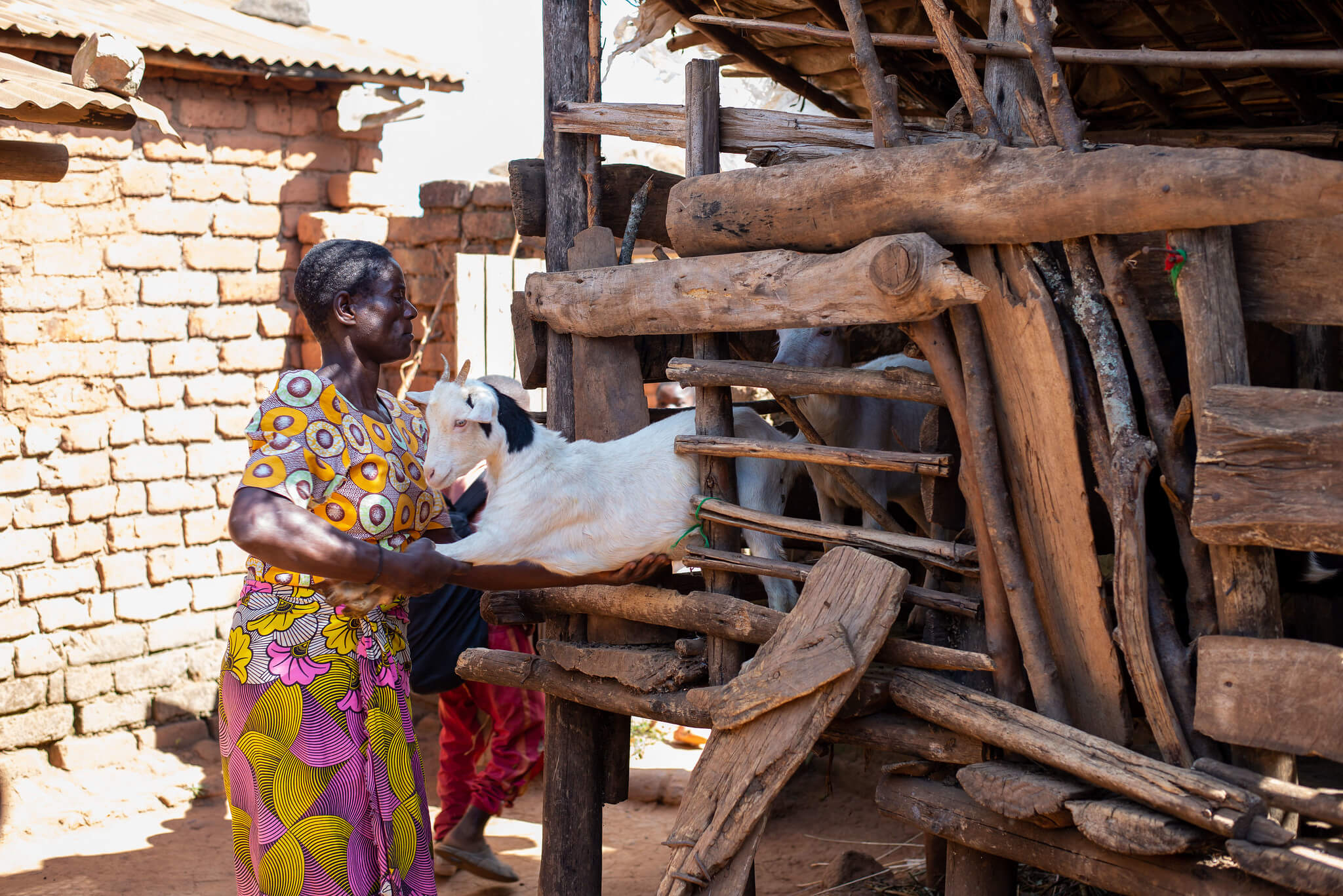 Christina Daelo releases a kid from her goat kraal. By participating in the Ulalo programme, she has been able to save money through the Maso Patsogolo VSLA and buy her own livestock. Mchiramwera, Thyolo District, Malawi. Image: ETP/Homeline Media