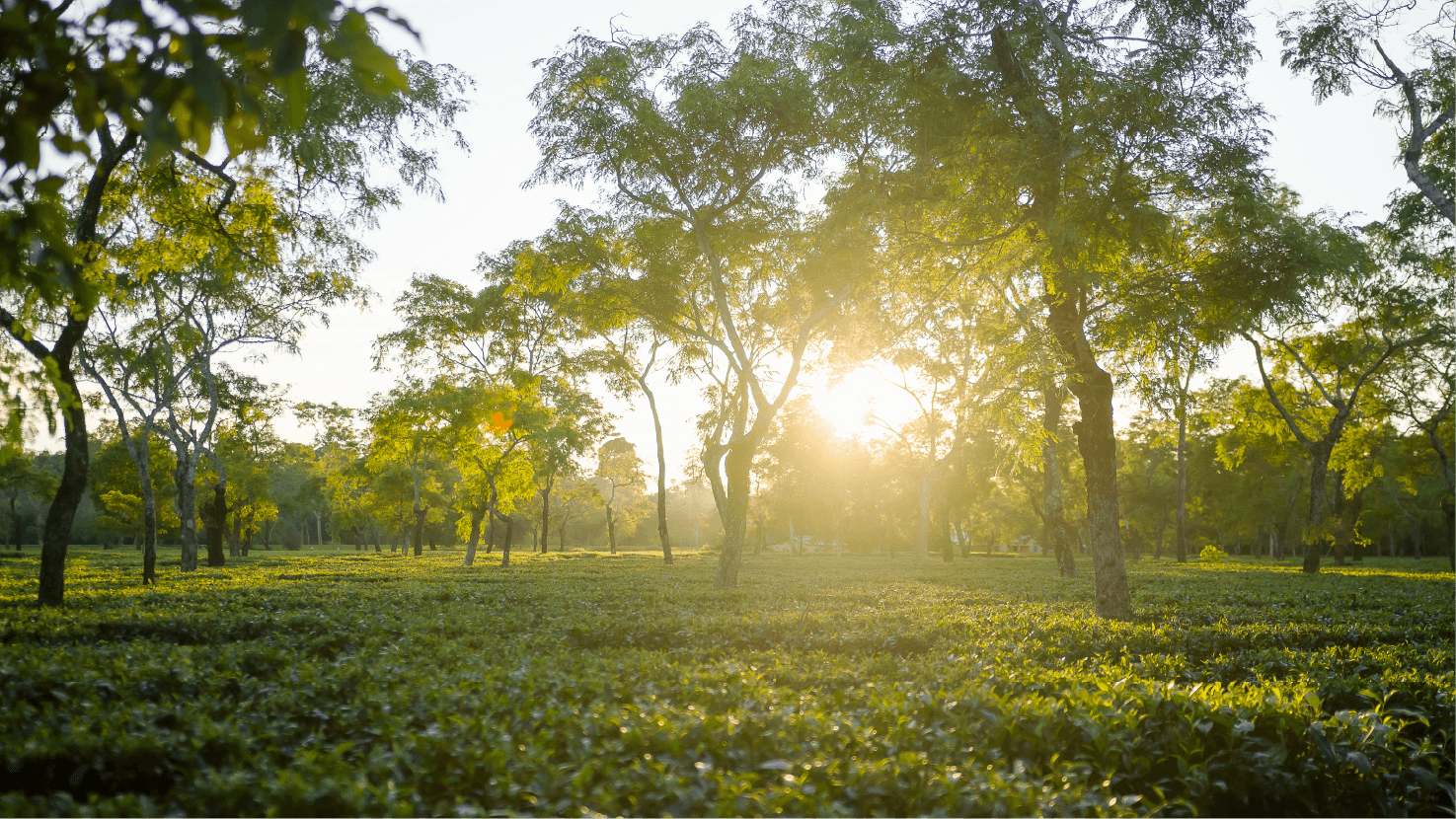 Tea garden at dusk, Moran Tea Estate, Assam, India. Image: Copac Media/ETP