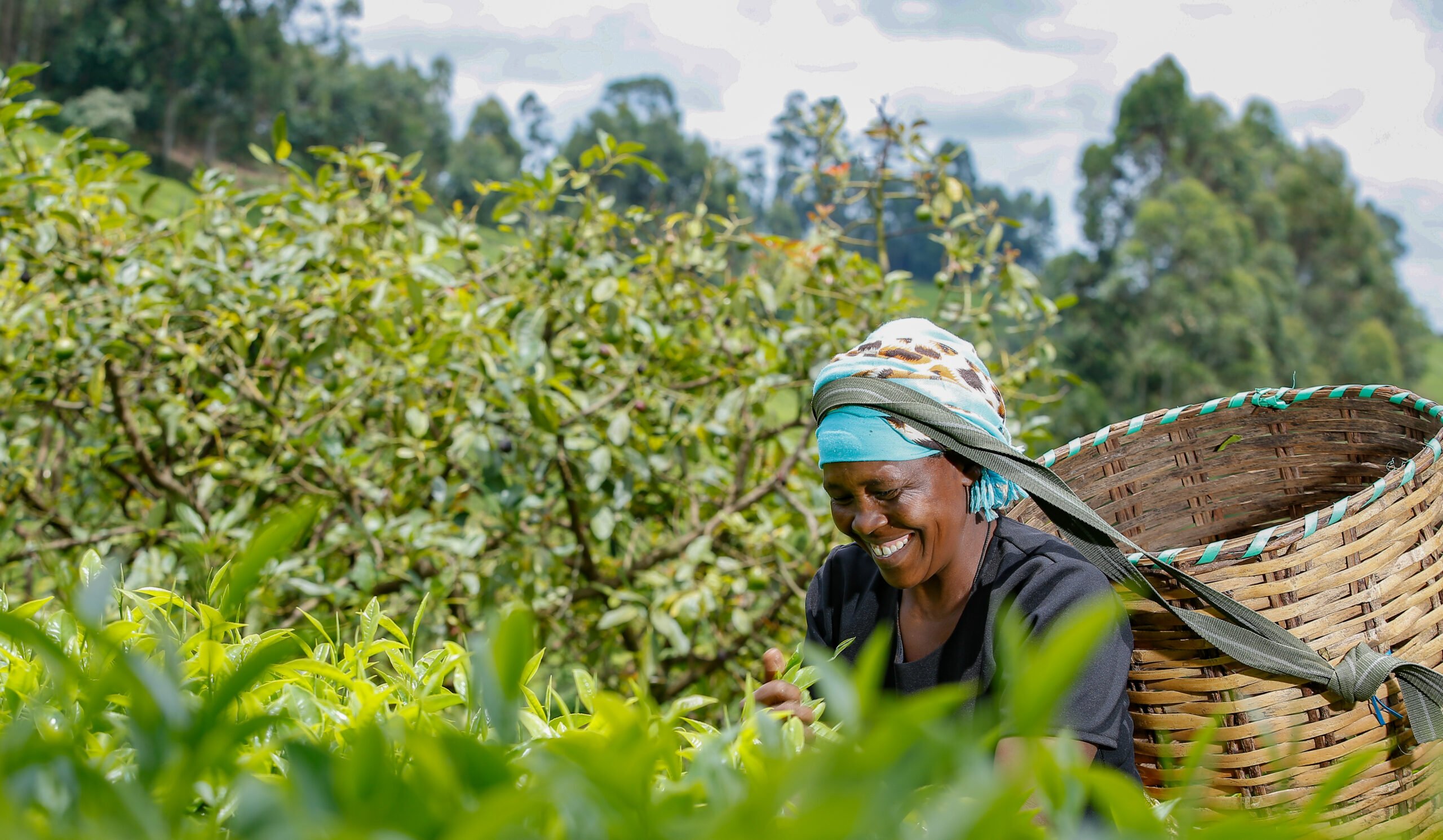 Not all leaves are picked during harvesting of tea but only a few top young and juicy leaves with a portion of the stem on which they have grown.  Rose Njeri plucking tea in an estate owned by both her husband and her in Makomboki, Murang'a County, Kenya.