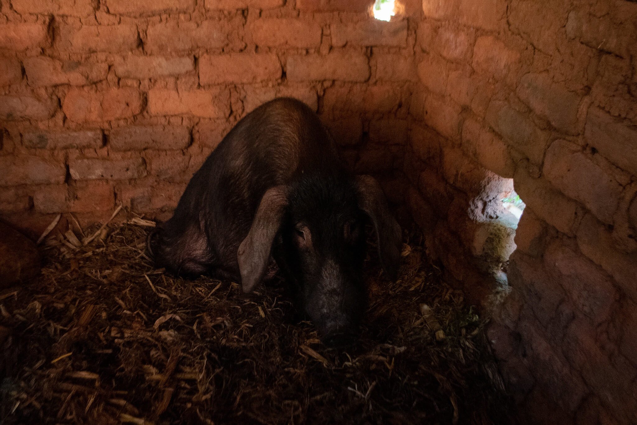 One of the pigs Christina Daelo bought by participating in the Ulalo programme and saving money through the Maso Patsogolo VSLA. Mchiramwera, Thyolo District, Malawi. Image: ETP/Homeline Media