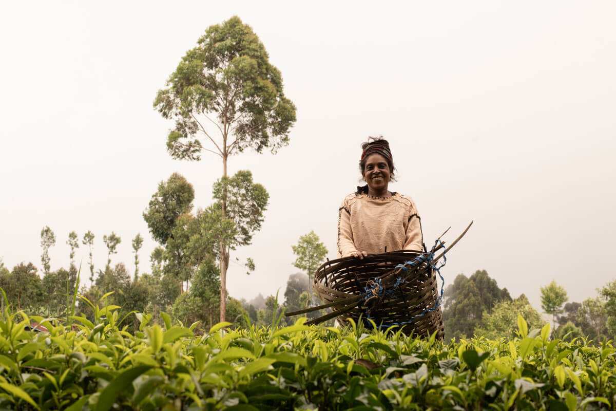Kambura [name changed to protect her identity], 36, picking tea in Kenya. Image: Rehema Baya / ActionAid