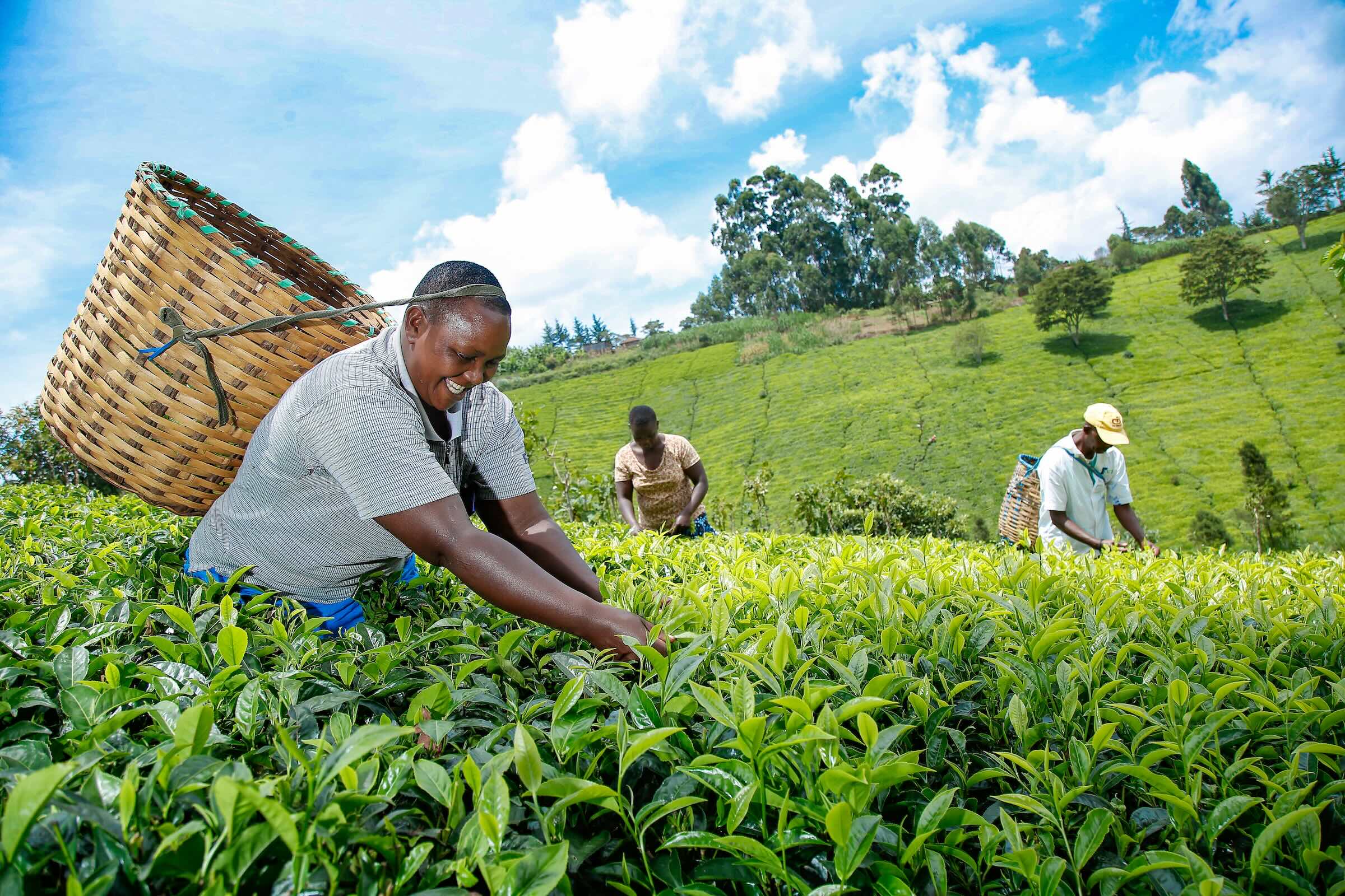 thesis on gender equality in kenya