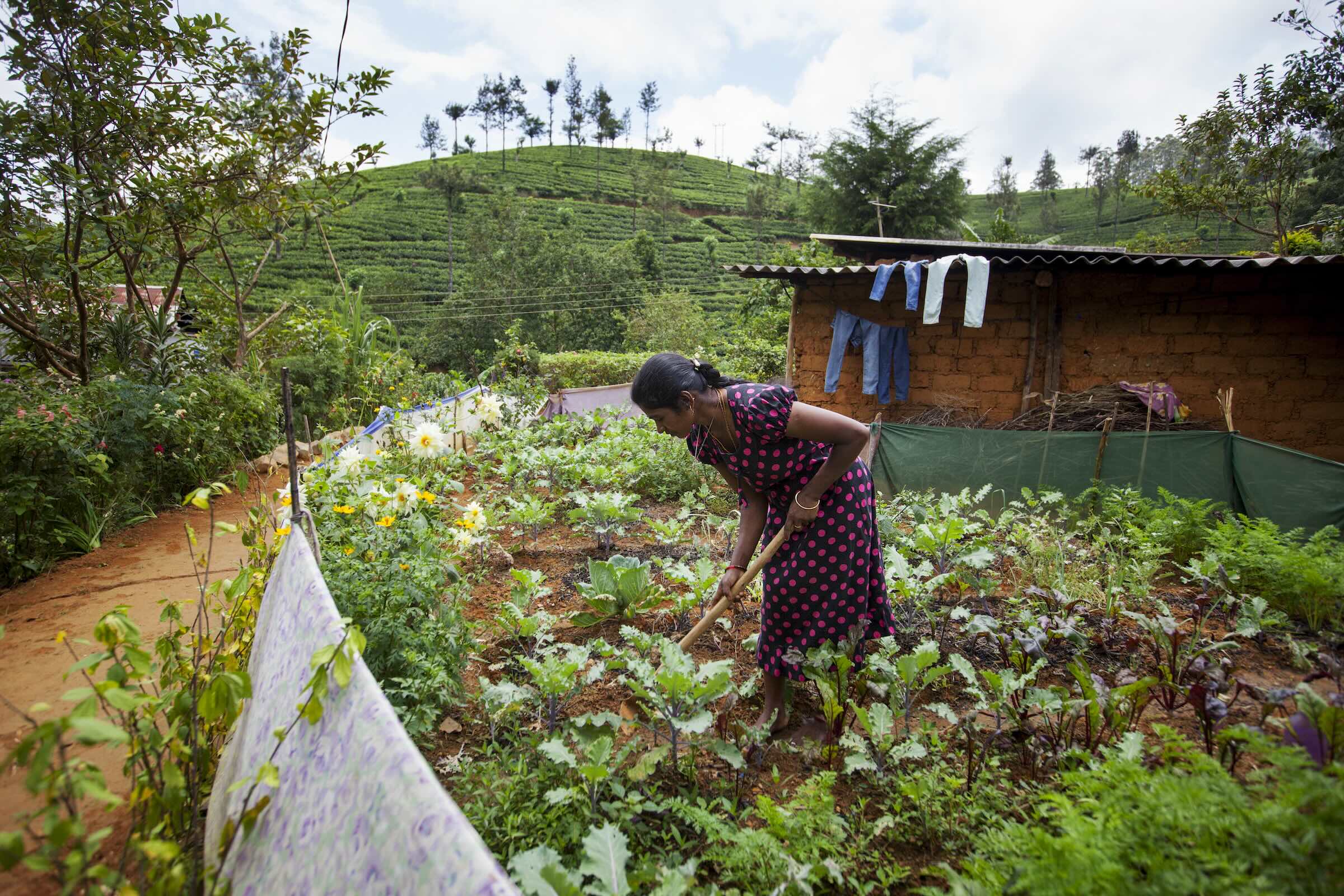 P. Ganalaxmi, a Tea Plucker, works on her Kitchen Garden at her home on the Dessford Estate.

Story gathering trip for The Ethical Tea Partnership to Nuwara Eliya District, Sri Lanka, August 2018.