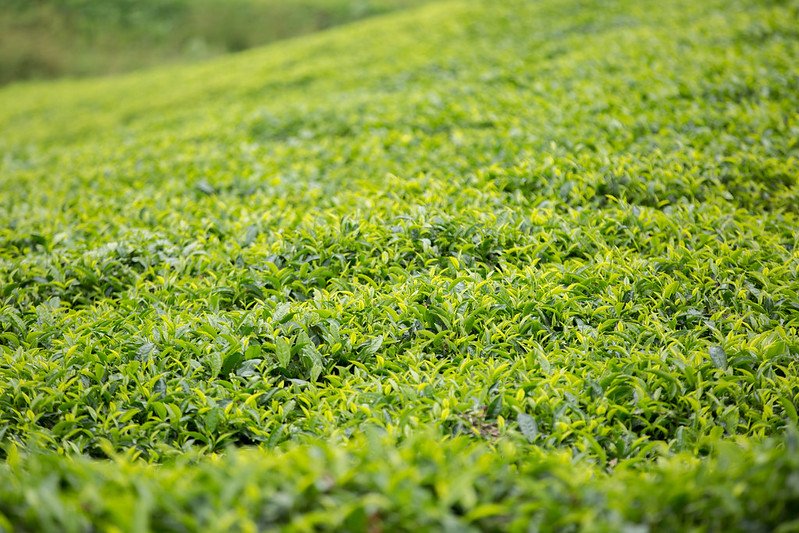 A tea field in Kenya
