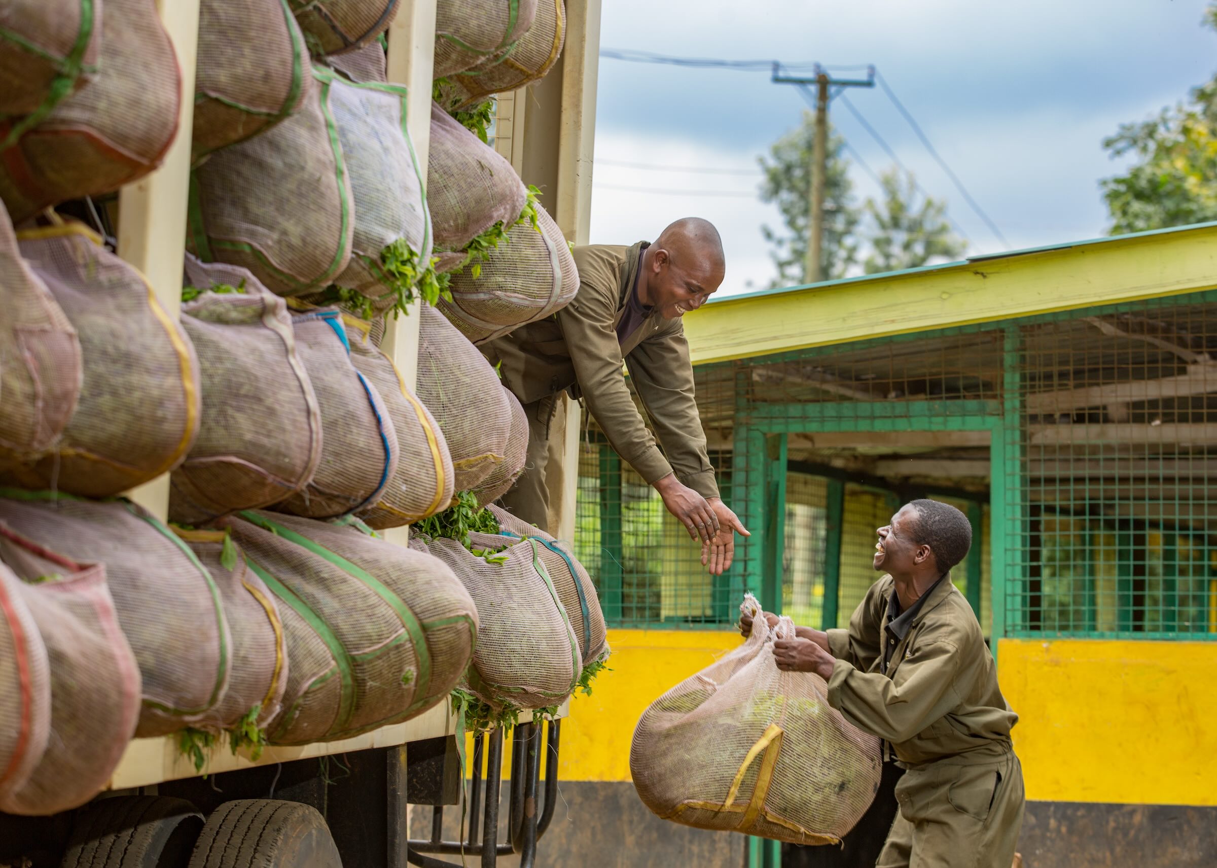 Tea loaders assist in weighing and loading green-leaf at collection centres to transport them back to the factory for processing. Samuel Wanjohi receives a sack of green-leaf from Isaac Muiithi. Kimunye Tea Collection Centre, Kirinyaga County, Kenya.