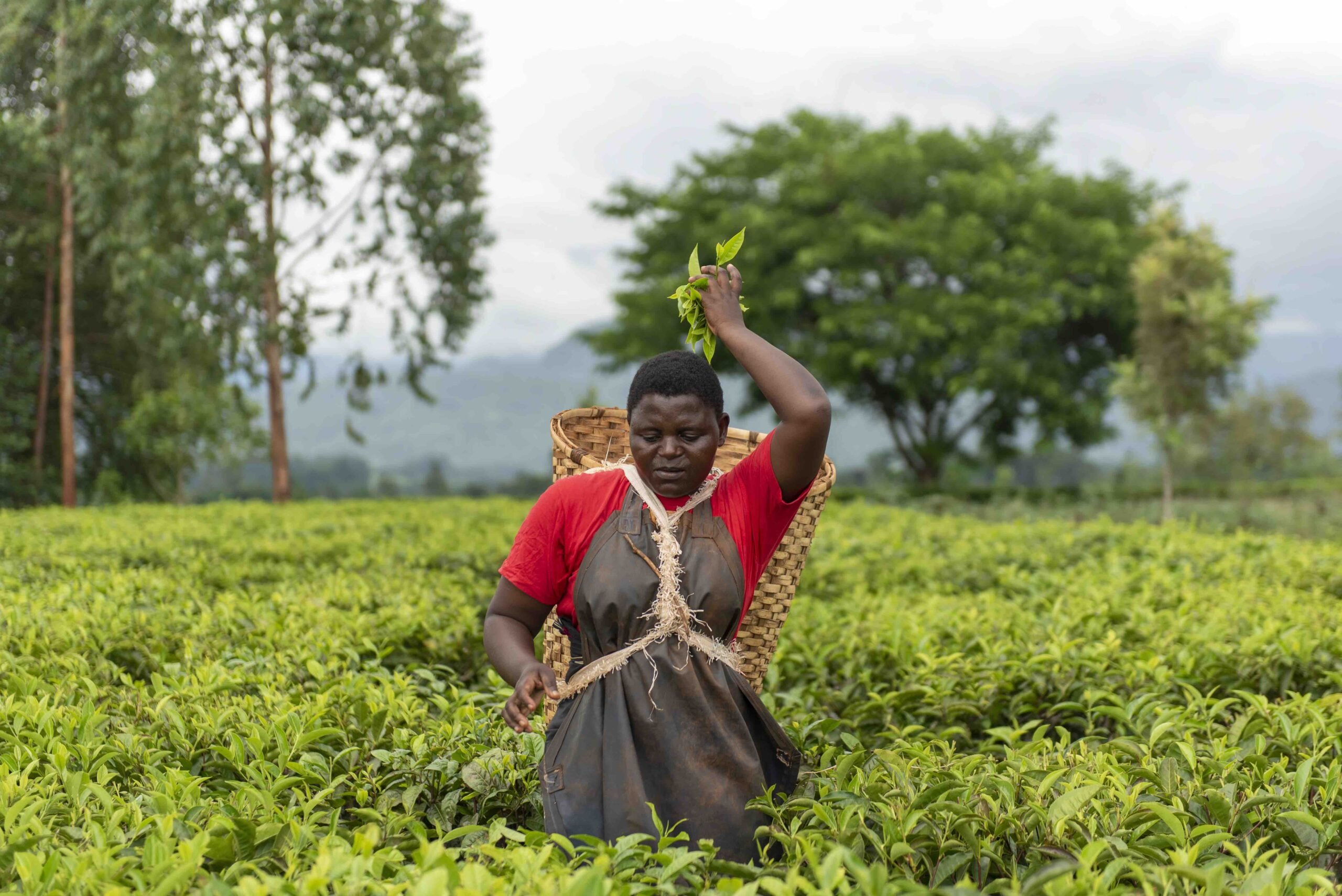 Malawi Country Plan Executive Summary ETP