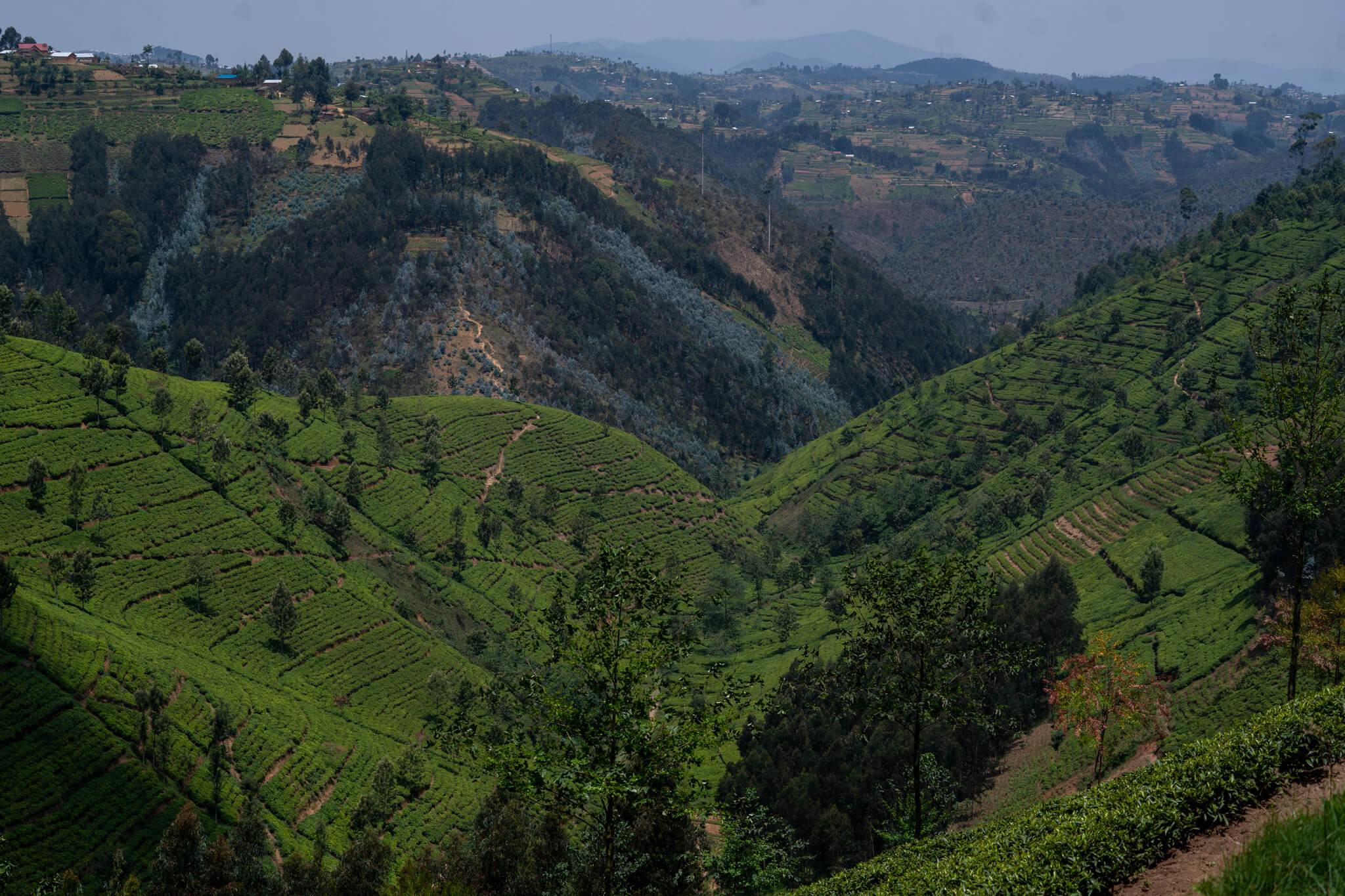 Tea fields at Pfunda Tea Estate, Rubavu, Rwanda. Image: Documenting Africa/ETP