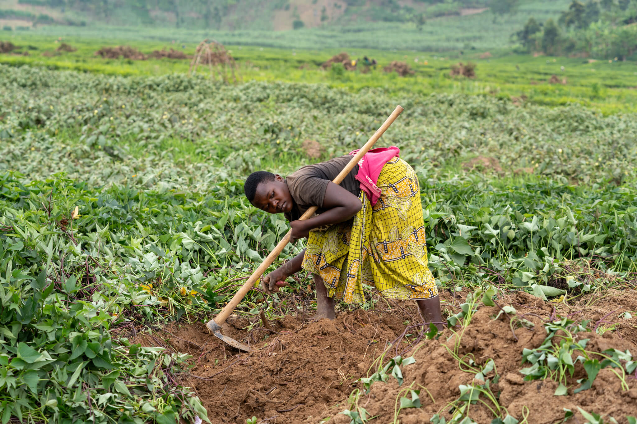 Farmers and members of the Twisungane VSLA group cultivate sweet potatoes at Pfunda Tea Estate, Rubavu, Rwanda. However, due to the recent flooding, their crops have been affected. Image: Documenting Afrika/ETP