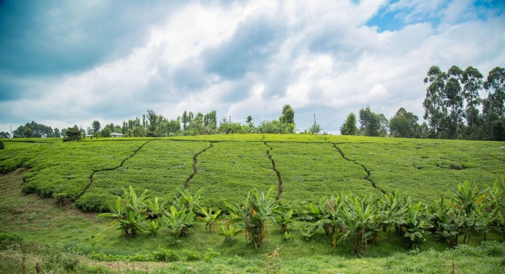 Supporting a thriving, socially just, and environmentally sustainable tea sector