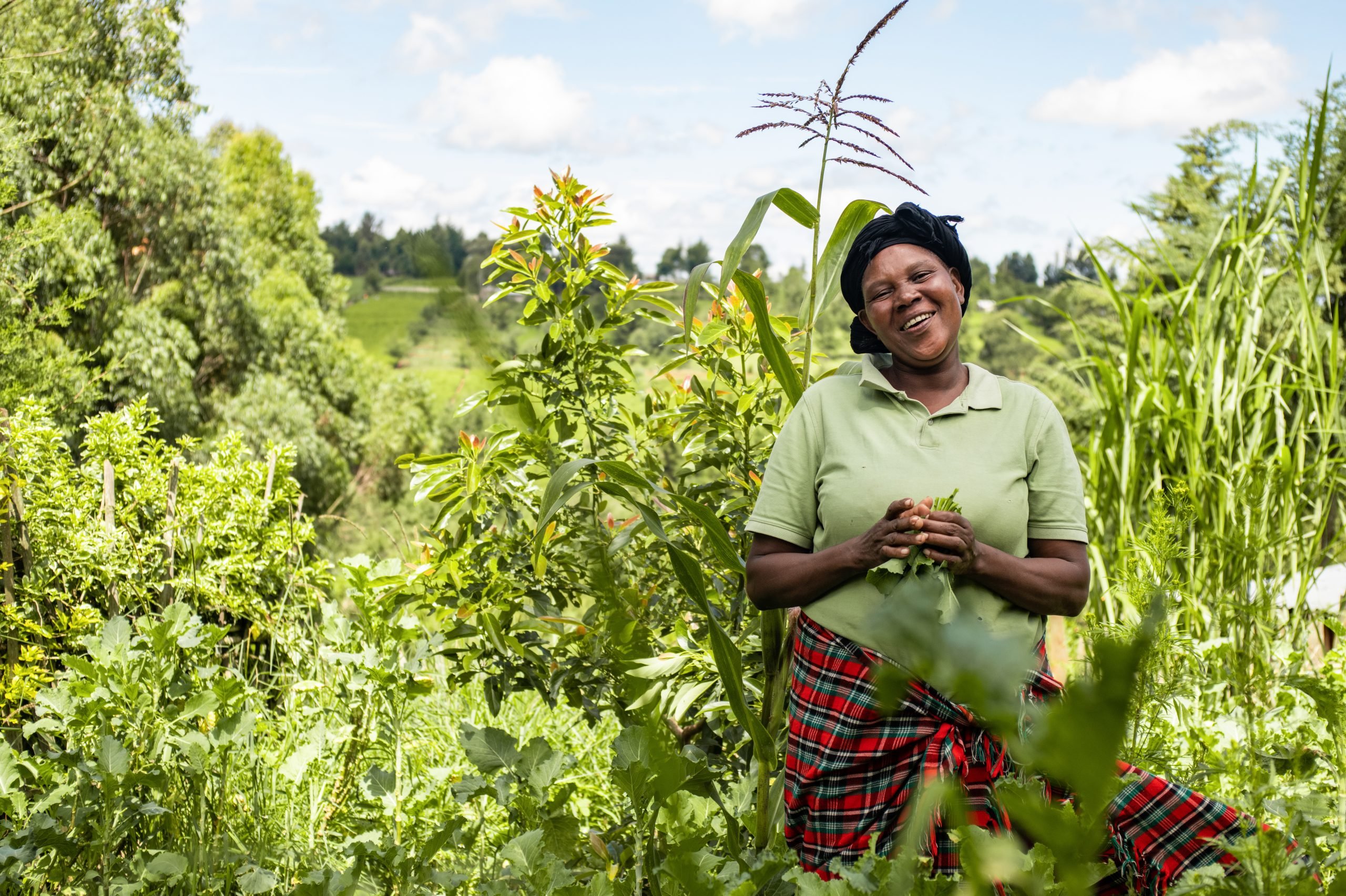 Improving the lives of tea pickers in Kenya